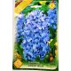 Jácint Delfts Blue