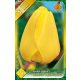 Tulipán Golden Apeldoorn