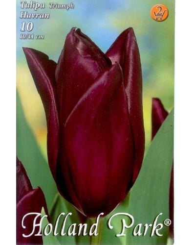 Tulipán Havran