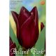 Tulipán Havran